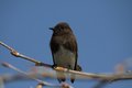 blackphoebe1sm