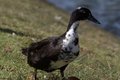 pooterduck2sm