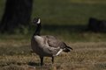 Canadian Goose 2