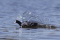 coot1