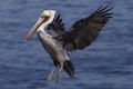 Pelican 4a