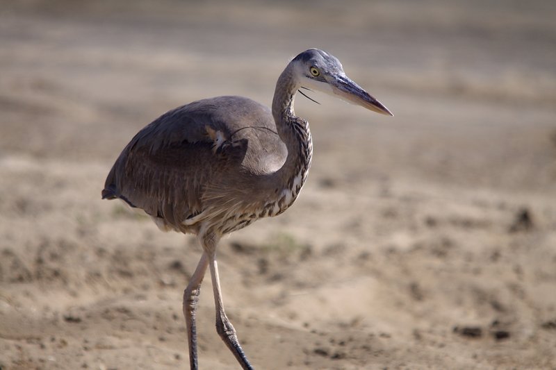 Great Blue Heron