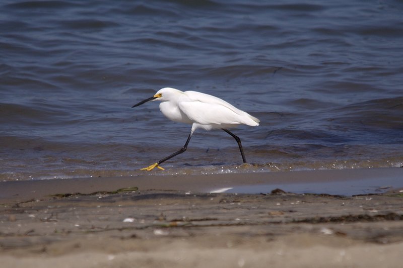 Snowy Egret