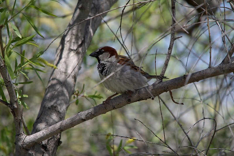 House Sparrow