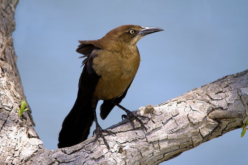 Grackle