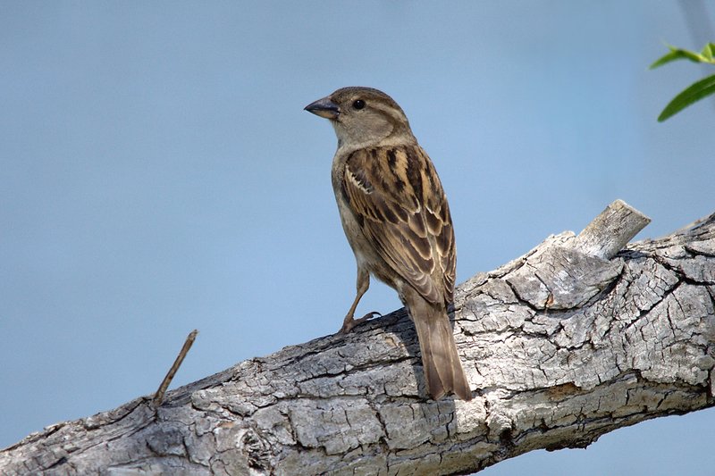 Sparrow?