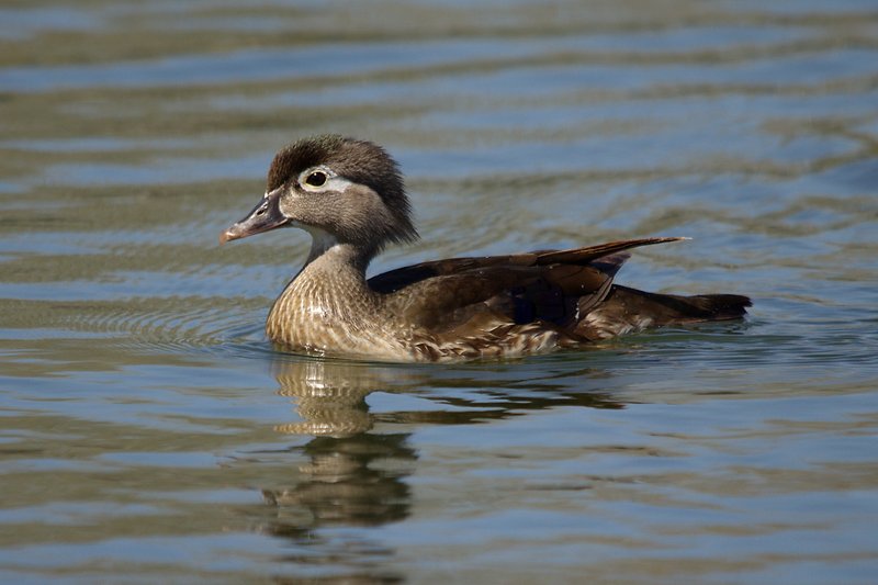 Female Wood Duck