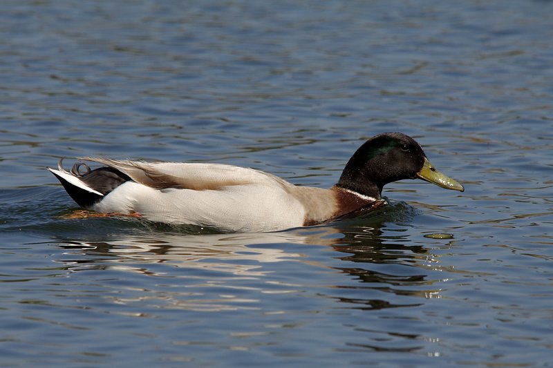 Hybrid Mallard Duck