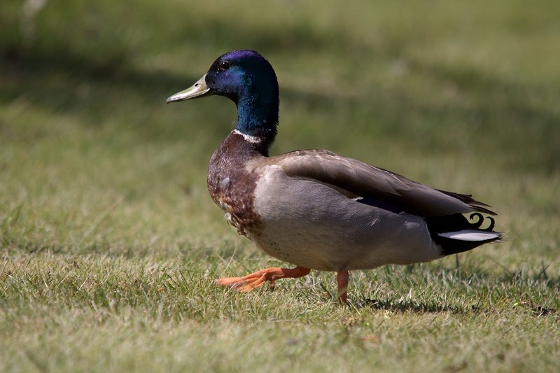 Mallard Duck