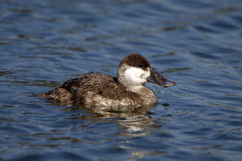 Ruddy Duck?