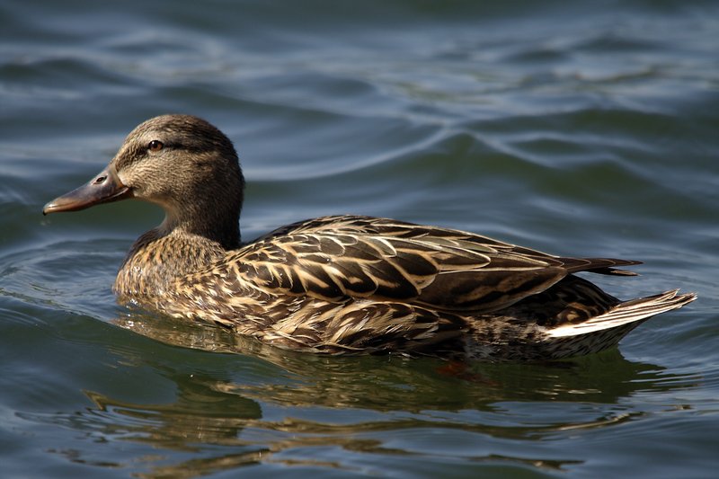 Female Mallard Duck