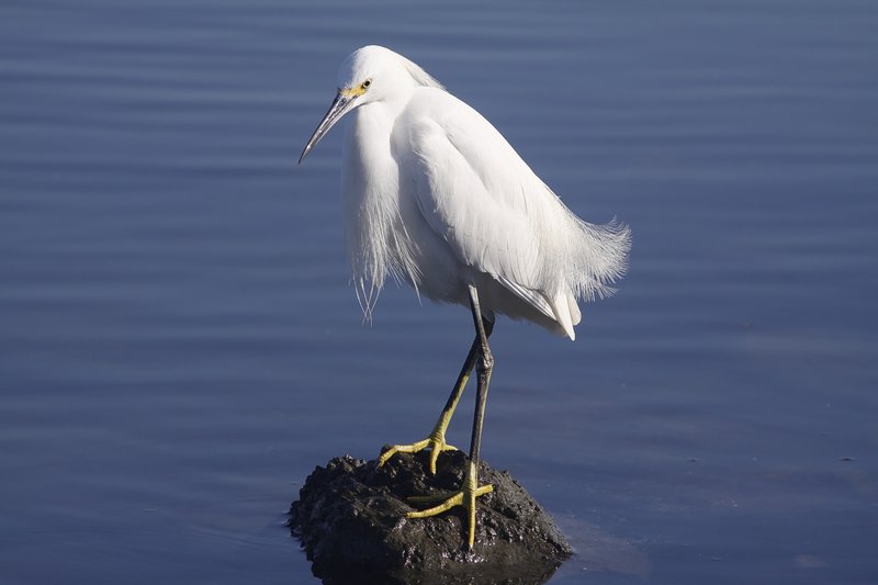 egret3sm