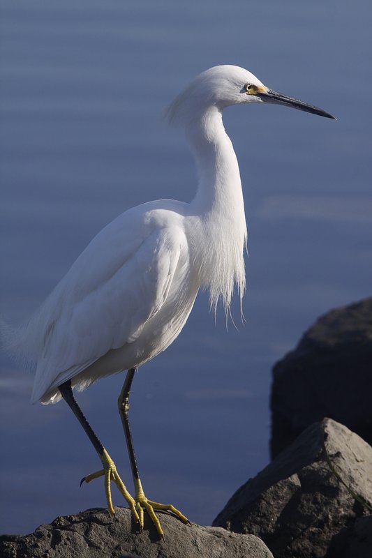 egret4sm