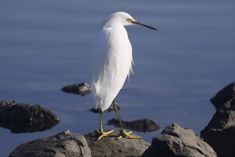 egret5sm
