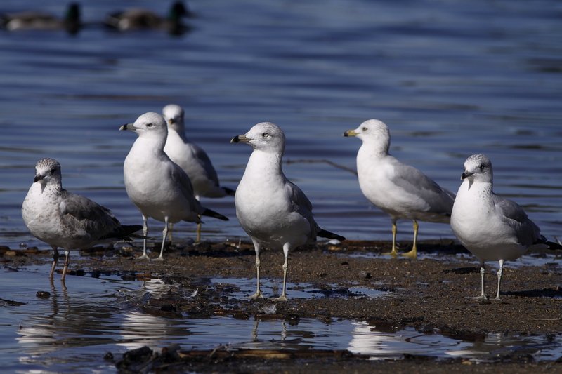 gulls1sm