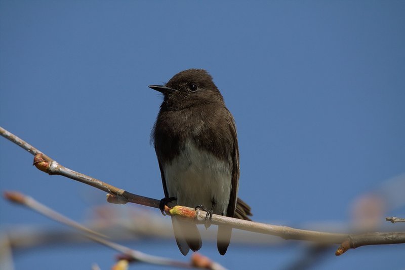 blackphoebe1sm