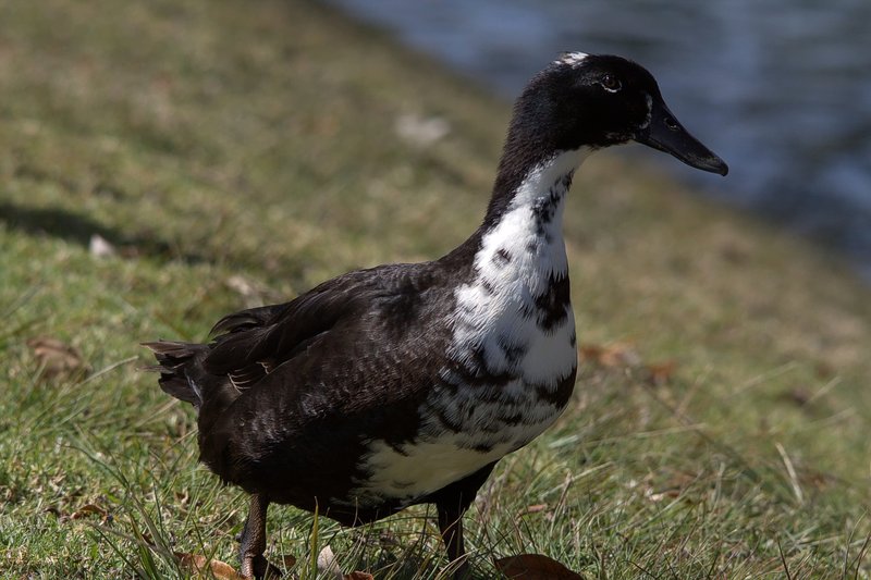 pooterduck2sm
