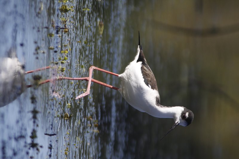 Black Neck Stilt 3a