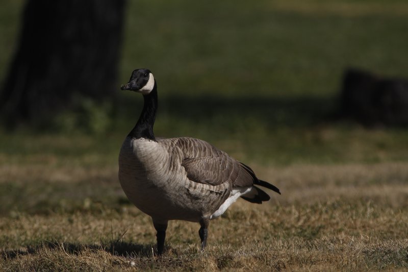 Canadian Goose 2
