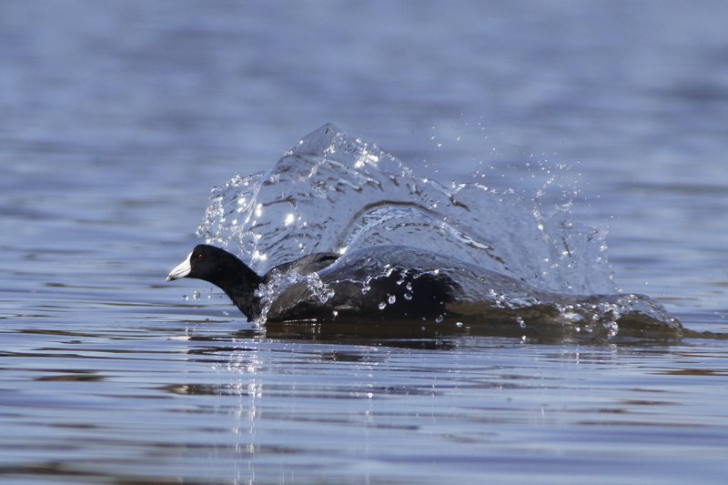 coot1