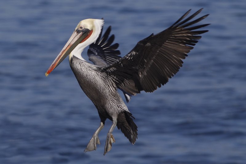 Pelican 4a