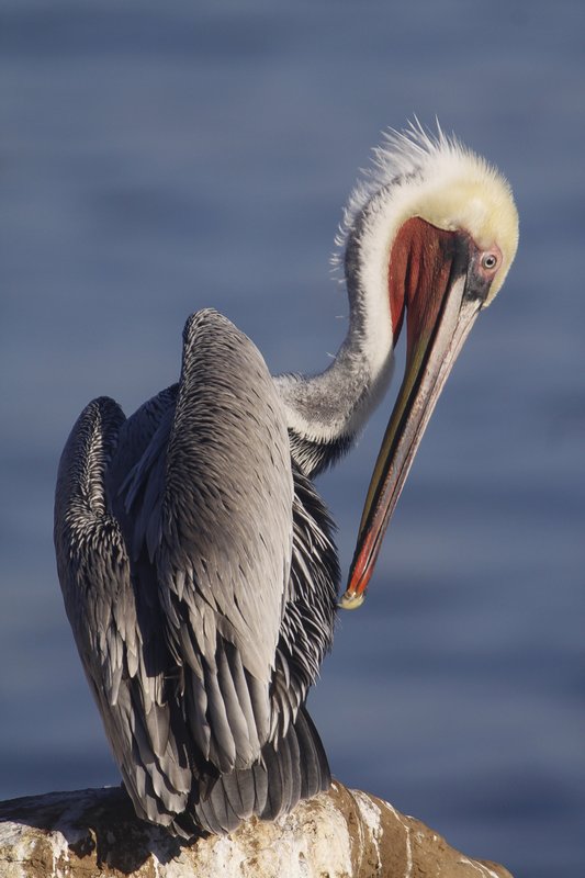 Pelican 11csm2