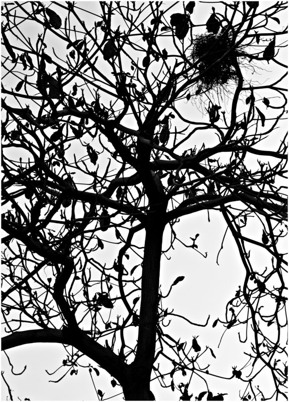 The Bird's Nest