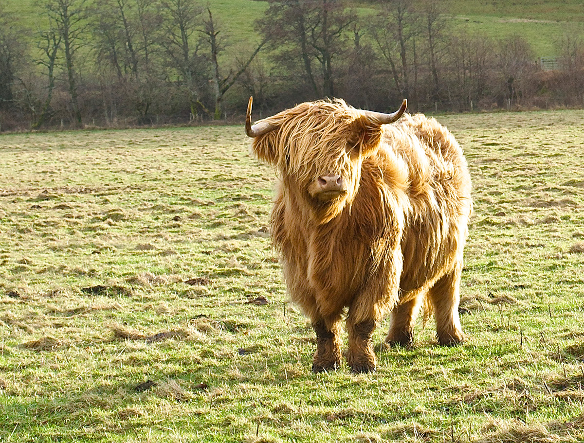 Wk1: Highland Cattle