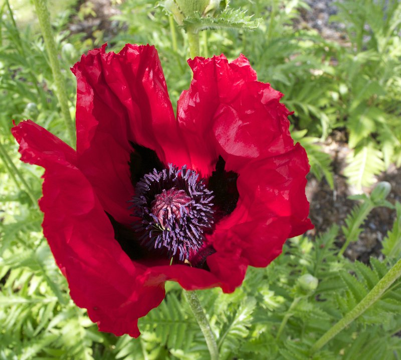 Red Poppy, Scotland