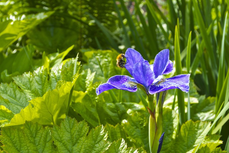 Iris, Scotland