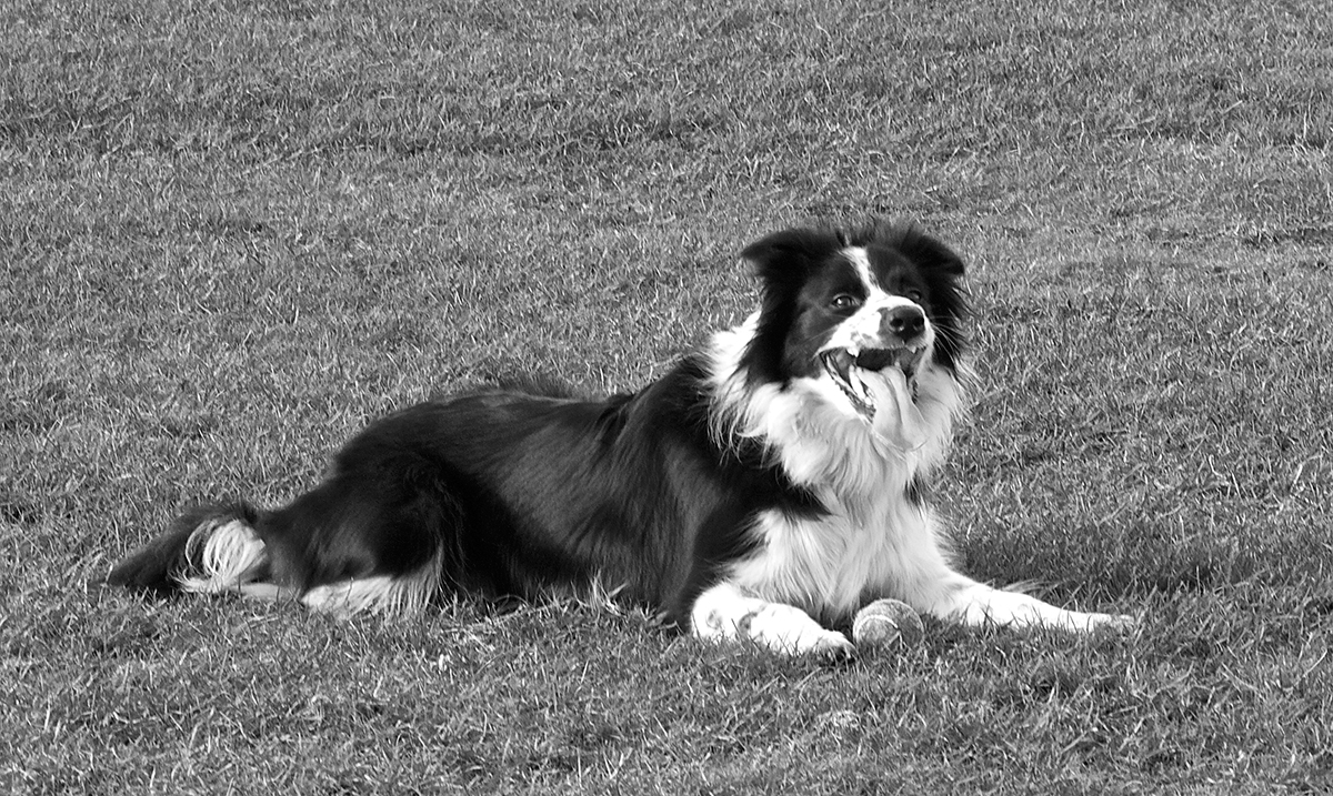 Wk2: Collie