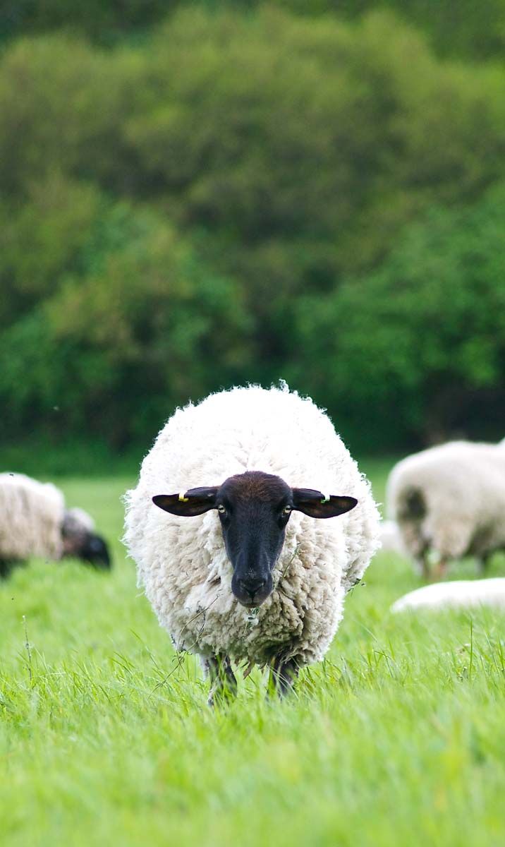 Wk19: Sheepishly