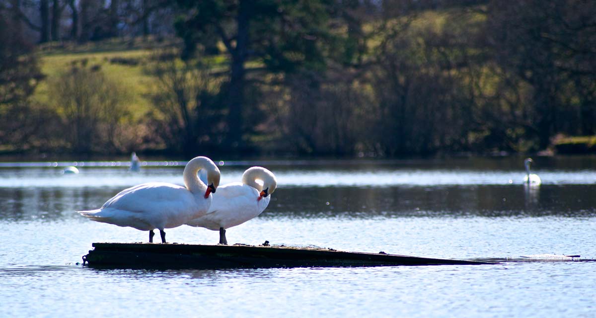 Wk14:Swans