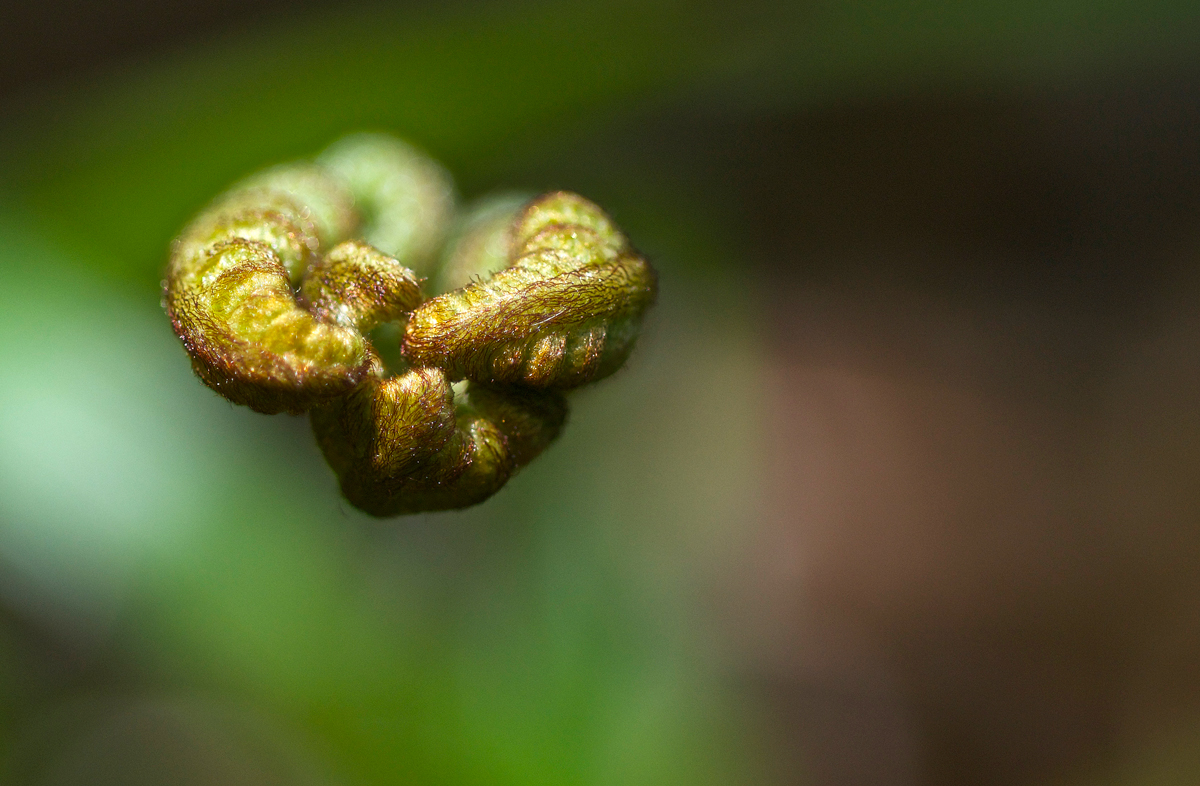 Fern Claw