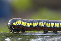Caterpiller
