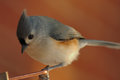 Titmouse