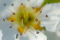 Blossom