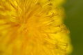 Dandilion