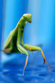 Praying-Mantis