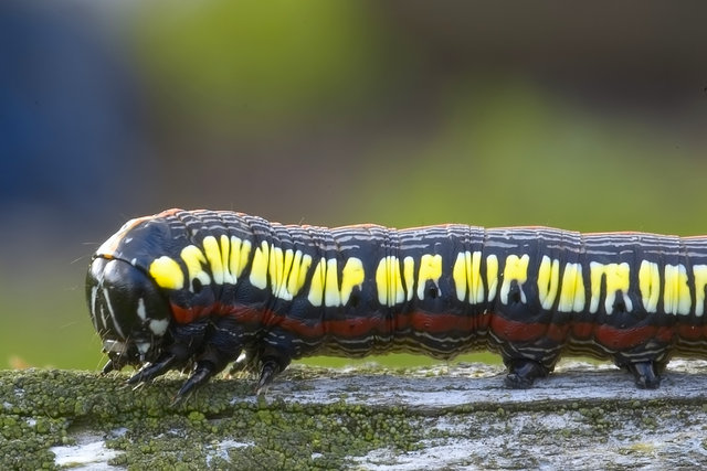 Caterpiller
