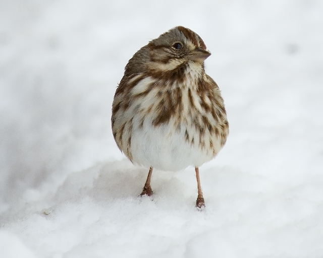 Song-Sparrow