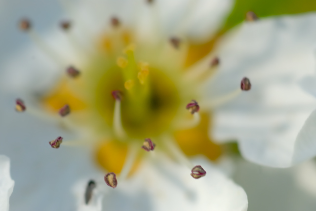Blossom