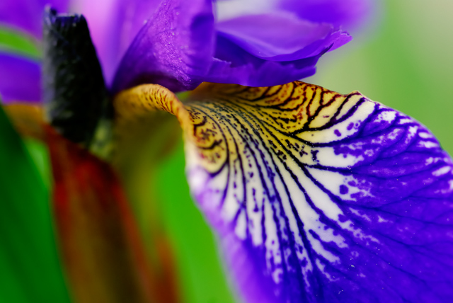 Iris