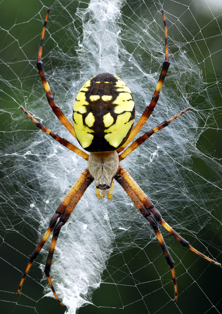 Golden-Orb-Weaver