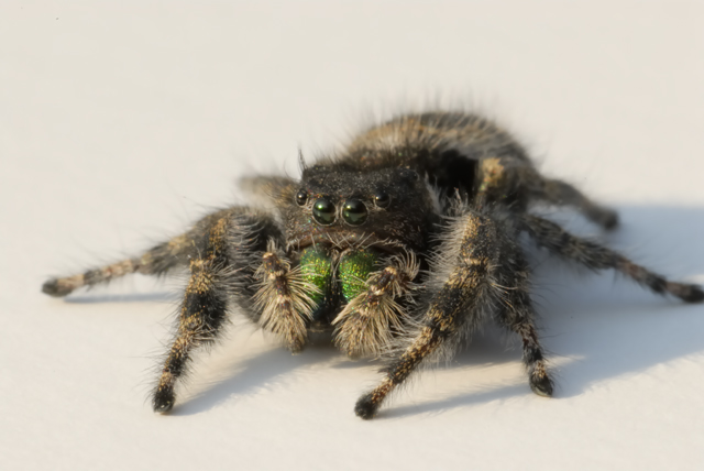 Jumping-Spider