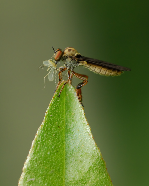Robber-fly