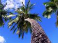 Vertical Palms