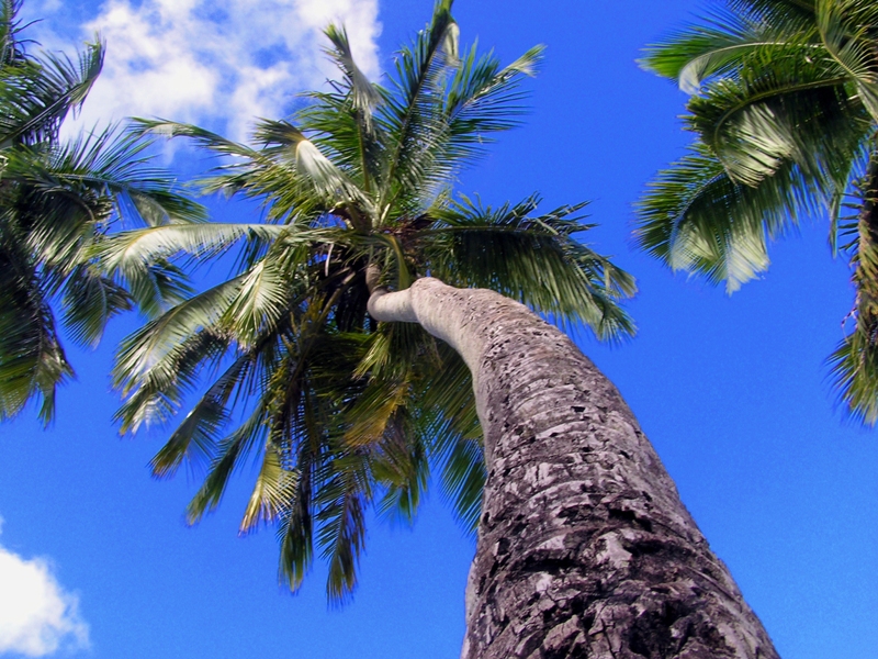 Vertical Palms