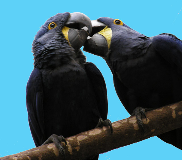 kissing Macaws3small.JPG