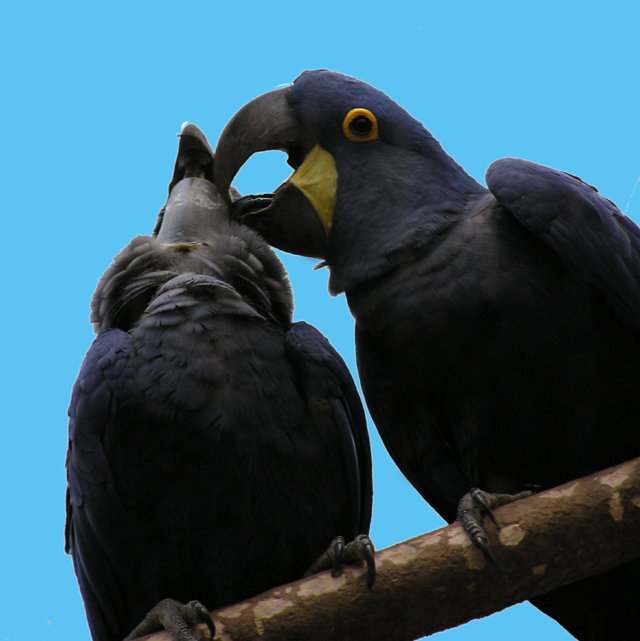 kissing Macaws4small.JPG